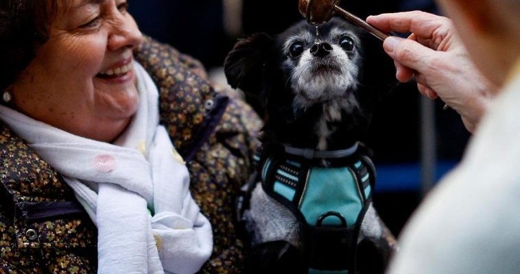 La sorprendente conexión entre mascotas y el futuro de nuestras sociedades urbanas