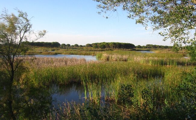 El renacer de Doñana: la restauración ecológica como clave contra el cambio climático