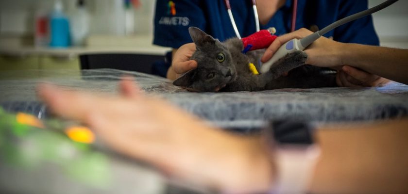 El programa mejores amigos del ministerio: una mano amiga para quienes comparten su vida con mascotas