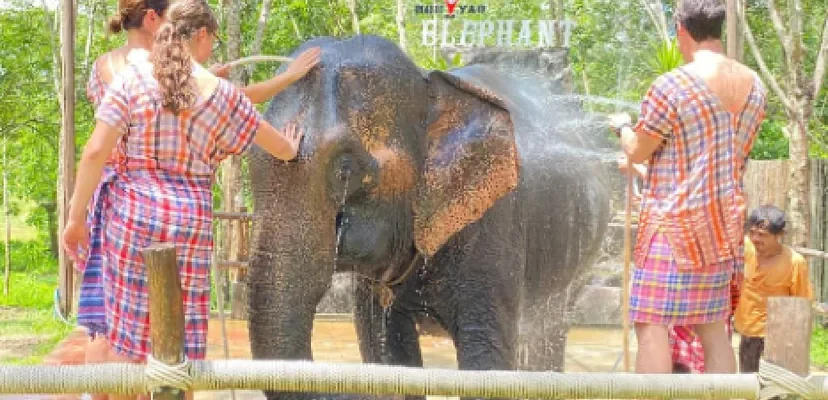 Tragedia en Tailandia: el impacto de un ataque de elefante en la vida de una joven española