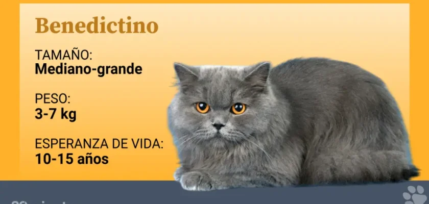 Conociendo al benedictino: el gato semilargo que pocos conocen pero todos amarían