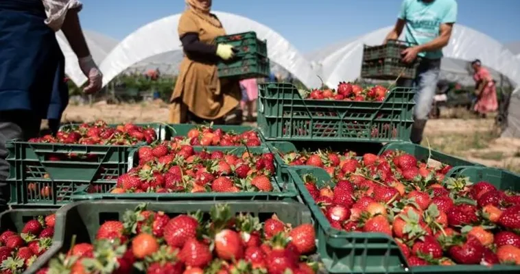 Nueva normativa migratoria en España: un viaje hacia la regularización laboral temporal