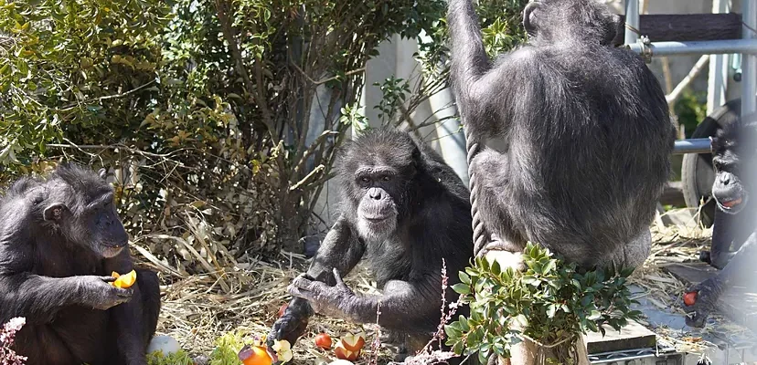 ¿Por qué los chimpancés orinan en compañía? Revelaciones sorprendentes de un estudio japonés