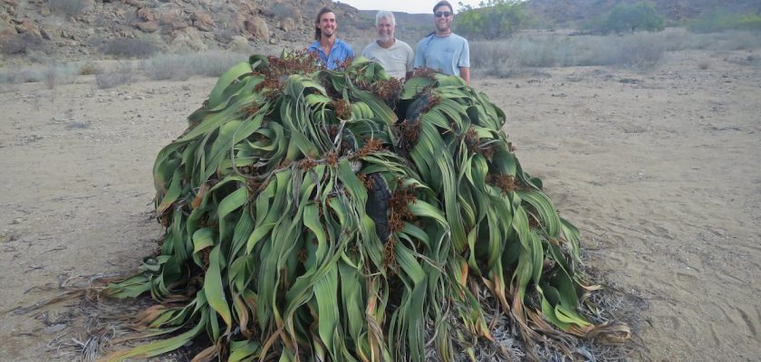 Descubriendo la magia de welwitschia mirabilis: la planta eterna del desierto de Namib