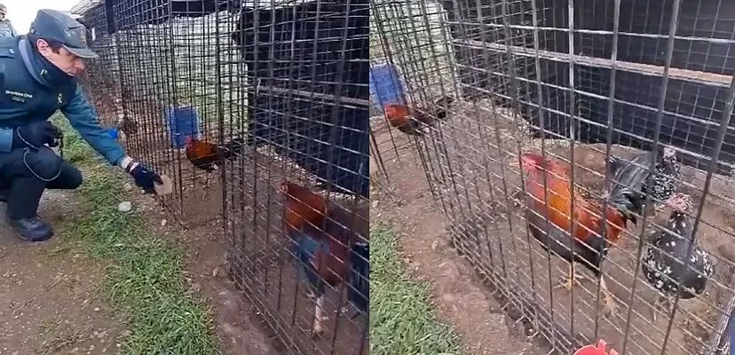 El escándalo de los gallos en Valladolid: entre el maltrato animal y las redes sociales