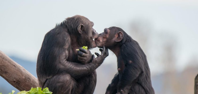 La evolución del pene: ¿por qué los hombres no tienen báculo y qué significa para nuestra sexualidad?