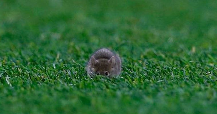 La inesperada plaga de ratones en Old Trafford: ¿cómo afecta la higiene del fútbol inglés?