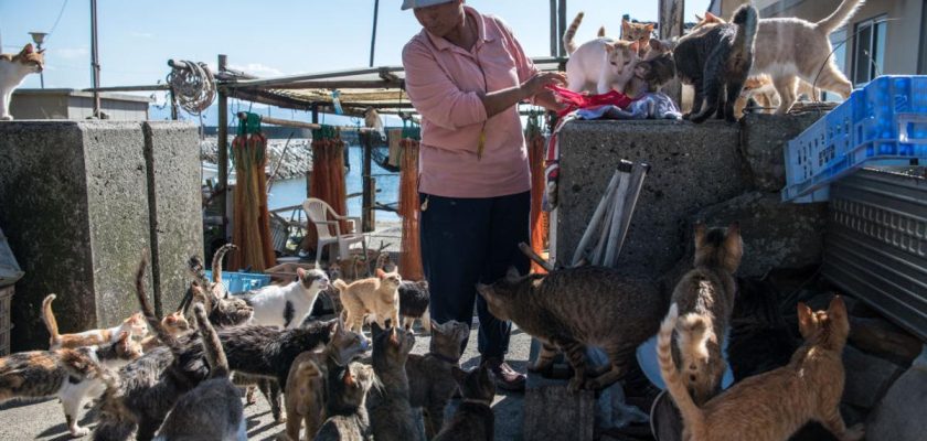 Aoshima: La isla de los gatos, donde felinos y humanos viven en un abrazo melancólico