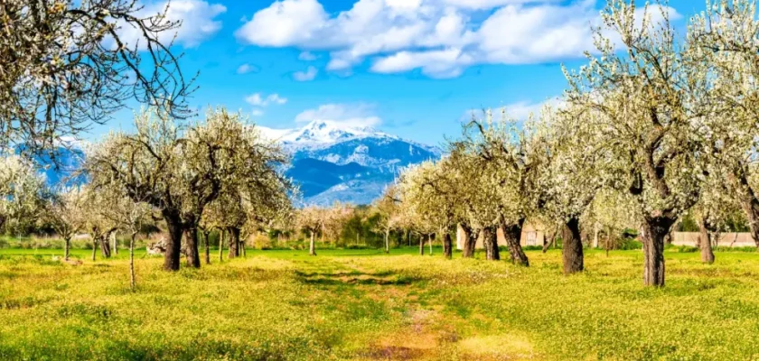 La mágica floración de los almendros en Mallorca: un espectáculo que no te puedes perder