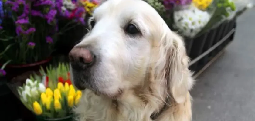 La increíble historia de Ney, el perro que unió a A Coruña y dejó una huella en los corazones gallegos