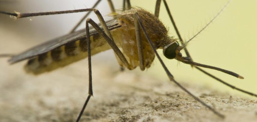 Descubren mosquitos infectados con el virus Sindbis en España: ¿un nuevo desafío para la salud pública?