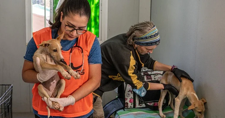 La respuesta ejemplar a las inundaciones en Valencia: atención y rescate animal en tiempos de crisis