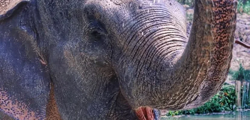 Trágico accidente en Tailandia: la muerte de una turista española a manos de un elefante