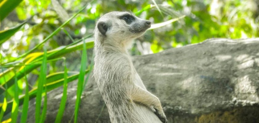 El baby boom en el zoológico de Cali: la alegría de la fauna silvestre y la importancia de su conservación