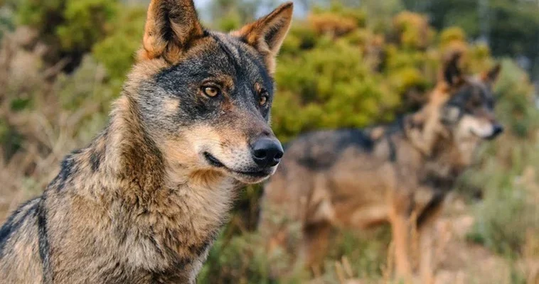 El creciente problema de los ataques de lobos en la sierra madrileña: entre la conservación y la ganadería