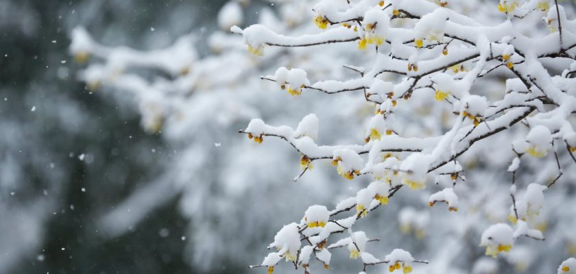 El macasar: la joya oculta de los jardines invernales que tienes que conocer