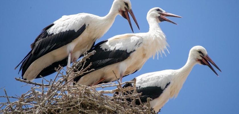 La increible historia de las cigüeñas blancas en España: su papel ecológico y la protección que necesitan