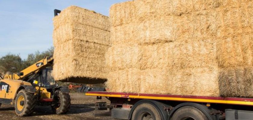 Tragedia en la granja: el lado oscuro de la vida rural y la seguridad laboral