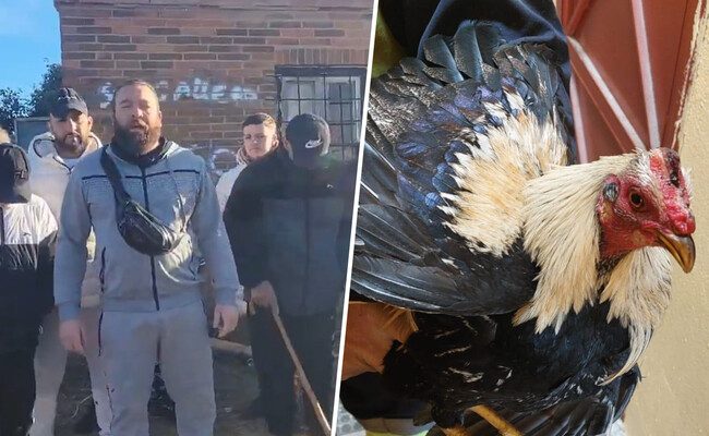 El insólito robo de gallos en Valladolid: una historia viral de risas y advertencias