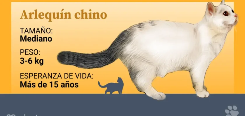 El misterio del arlequín chino: una joya felina en peligro de extinción