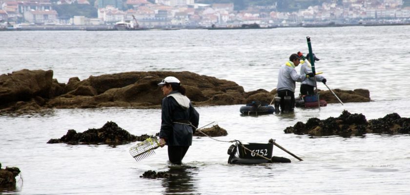 La dramática crisis del marisco en Galicia: causas y posibles soluciones