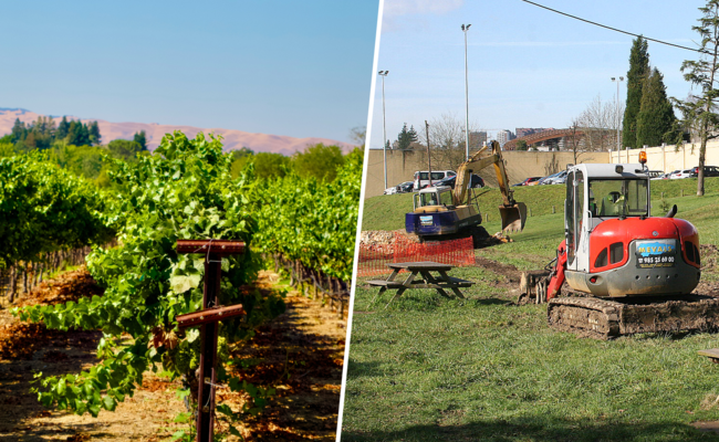 La crisis vitivinícola en España: ¿es el arranque de viñas la solución necesaria?