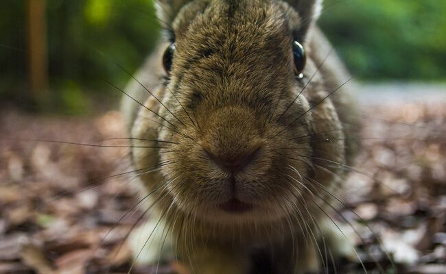 La misteriosa historia de Ōkunoshima: la isla de los conejos y sus secretos oscuros