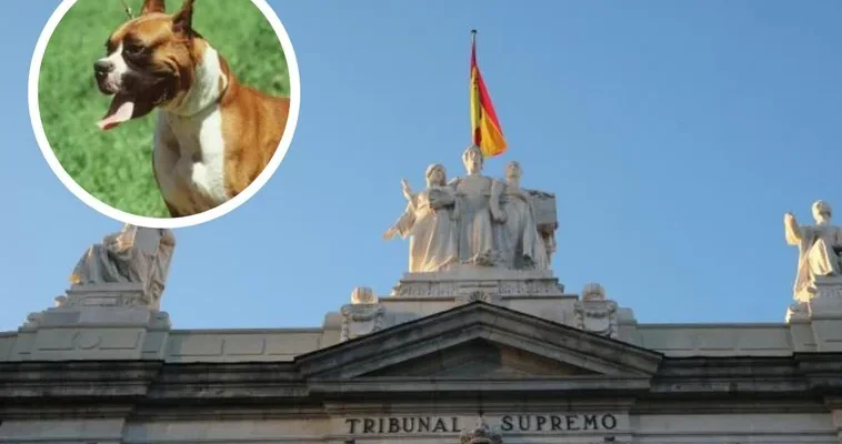 El alarmante crecimiento de los delitos de abuso y maltrato animal en España: un enfoque necesario