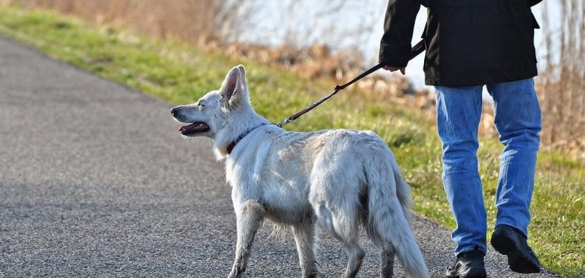 La iniciativa amarilla: ¿por qué los perros necesitan su espacio en paseos urbanos?