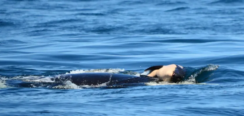 Tahlequah y la trágica historia de las orcas en peligro de extinción: una mirada al amor y la pérdida en el océano