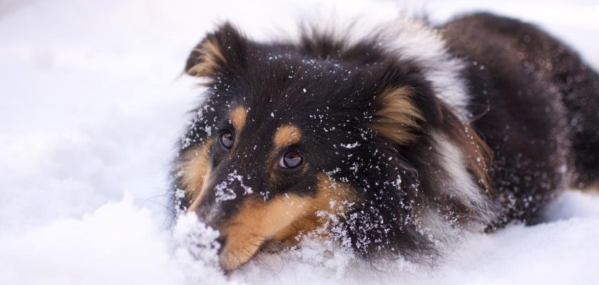 Cómo proteger a tu mascota del frío: consejos prácticos y mitos desmentidos sobre el bienestar animal