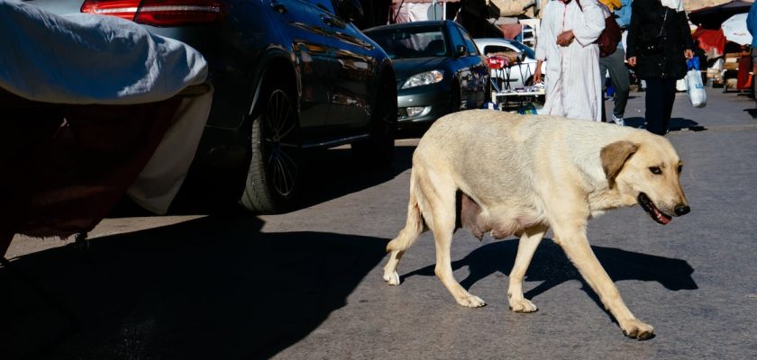 Marruecos y su dilema animal: el papel crítico de FIFA ante el Mundial 2030