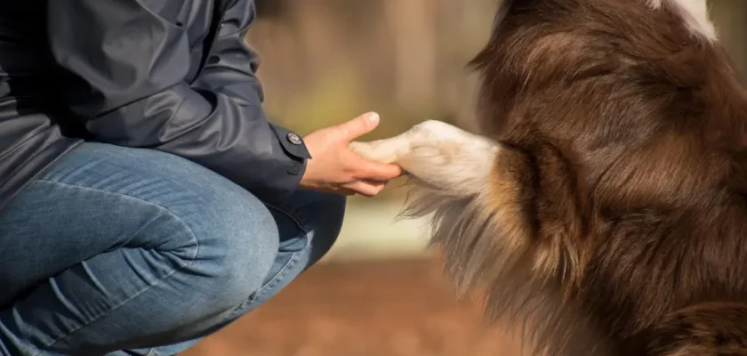 Nuevas técnicas para educar a tu perro: el poder de la mirada y la señalización