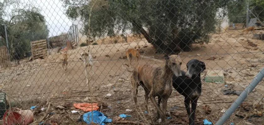 Día Mundial del Galgo: el abandono y la lucha por su bienestar en España