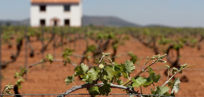 El sector del vino en España renace: un repunte que enfrenta múltiples desafíos