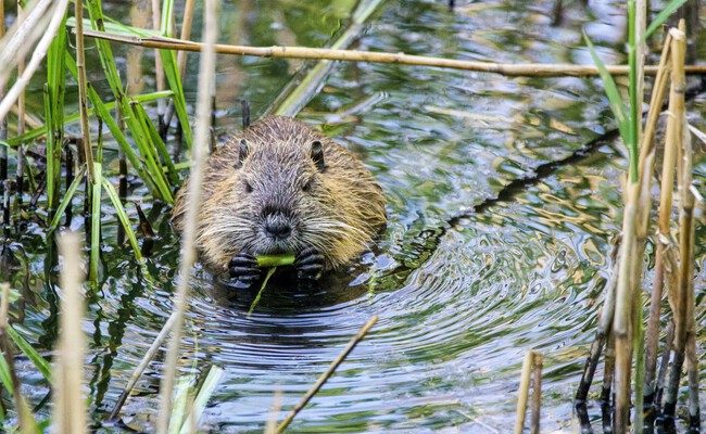 El misterioso fenómeno del “bombardeo de castores” en España: ¿quién está detrás de esta invasión animal?