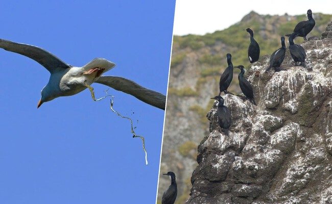 El asombroso impacto del guano: la historia del 'oro blanco' de Perú y sus lecciones