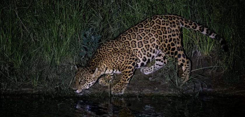 El oscuro negocio de la caza furtiva: el trágico destino del jaguar en Bolivia