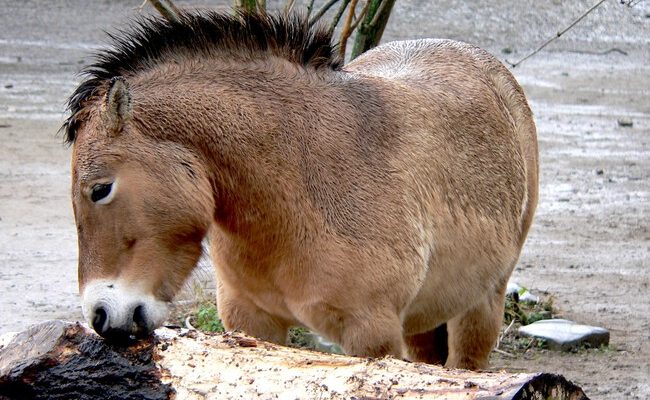 Nace en Palencia el primer potro de caballo Przewalski en España: un hito para la biodiversidad