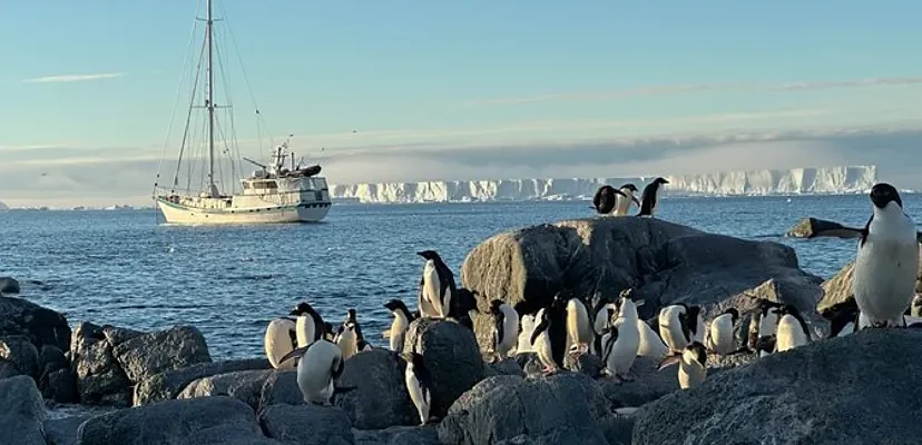 La alerta del virus HPAI H5N1 en la Antártida: ciencia, pingüinos y preocupaciones globales