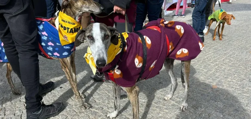 El creciente amor por las mascotas en Madrid: estadísticas y tendencias en 2024