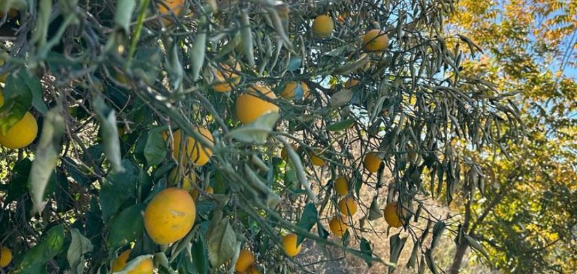 La agricultura en Málaga: una lucha entre la esperanza y la incertidumbre hídrica