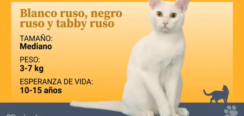 El fascinante mundo de los gatos rusos: historia, variedades y cuidados esenciales