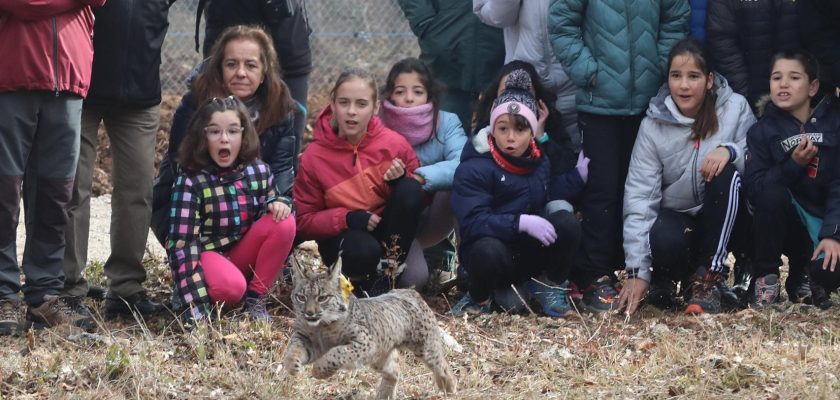 La emocionante reintroducción del lince ibérico en Castilla y León: un símbolo de recuperación ecológica