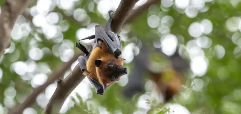 La alarmante pérdida de biodiversidad en Cataluña: un llamado a la acción