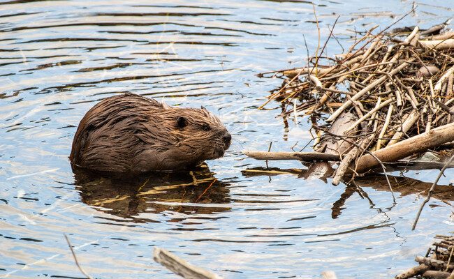 Cómo los castores revolucionan la conservación ambiental: el caso de la República Checa