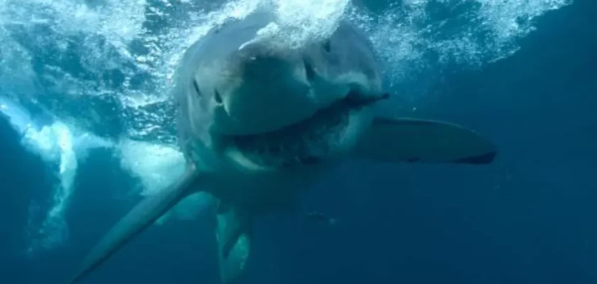 tiburones en las playas del caribe: la(o) turista que perdió sus manos por una selfie peligrosa