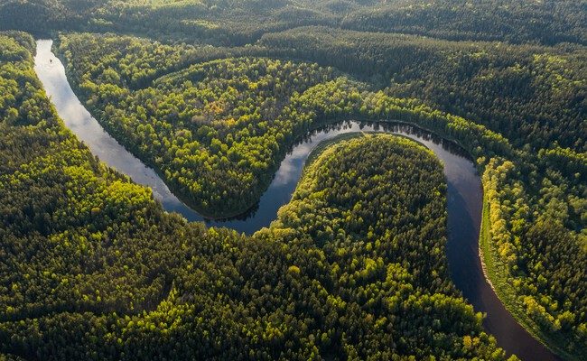 Microsoft firma acuerdo con re.green para reforestar el Amazonas: ¿una solución a la huella de carbono de la IA?