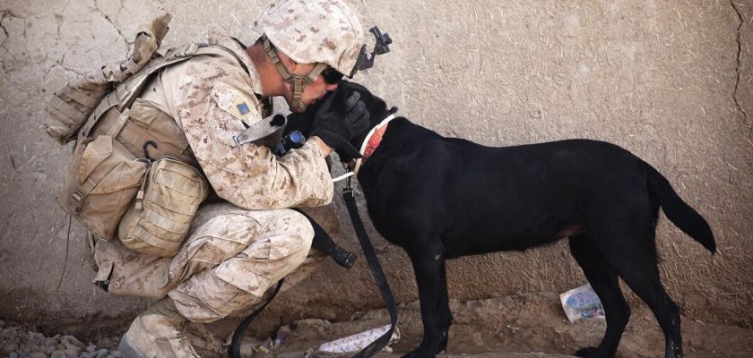 La sorprendente historia de Celadog: ¿pueden los perros ser nuestros mejores compañeros laborales?