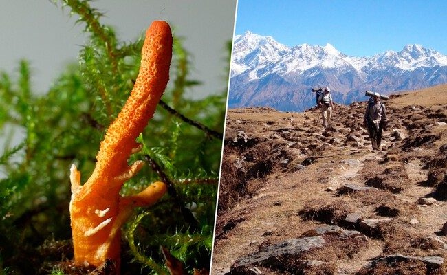 El ambicioso universo del cordyceps: un tesoro en riesgo y su impacto social y ecológico